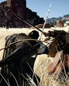 CRIMSON DESERT5