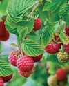 FLAVOURSOME FRUIT AUTUMN RASPBERRIES