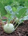 KOHL RABI GROWING GUIDE