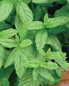 HERB OF THE MONTH MINT