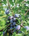 IT'S A PLUM JOB! IT'S A PLUM JOB!