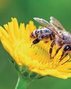 Keeping bees A BEGINNER'S GUIDE Keeping bees A BEGINNER'S GUIDE