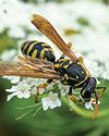 OUR FRIEND THE WASP OUR FRIEND THE WASP
