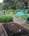 GROWING VEG AND GROWING COMMUNITY GROWING VEG AND GROWING COMMUNITY