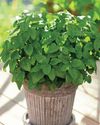 HERB OF THE MONTH Lemon balm HERB OF THE MONTH Lemon balm