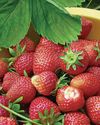 SUPERFAST STRAWBERRIES SUPERFAST STRAWBERRIES