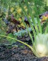 GROW FLAVORSOME FENNEL GROW FLAVORSOME FENNEL