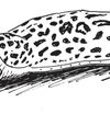 SLUGS and SNAILS and OLD WIVES' TALES SLUGS and SNAILS and OLD WIVES' TALES