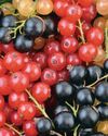 What's currant? What's currant?