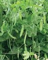 Kitchen Garden