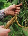 SAVING FOR A RAINY DAY Kitchen Garden