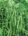 IT'S A BEAN-ANZA! Kitchen Garden