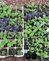 Kitchen Garden