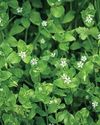 STRESS-FREE WAYS WITH WEED CONTROL Kitchen Garden