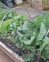 CHALLENGE BRASSICA! Kitchen Garden