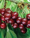 CHOICE CHERRIES Kitchen Garden