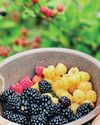 BEYOND THE PLOT SUMMER JEWELS, WINTER TREATS5