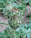 PERENNIAL PLEASERS7