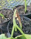 Kitchen Garden