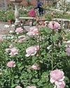 Kitchen Garden