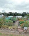 Kitchen Garden