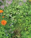 Kitchen Garden