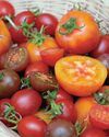 Kitchen Garden