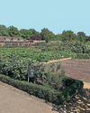 Royal roots helping palace garden grow Royal roots helping palace garden grow11
