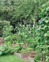 WHAT SHOULD I GROW? WHAT SHOULD I GROW?8