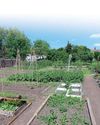 Kitchen Garden
