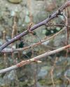 FRUIT BUSHES: THE WINTER CUT-BACK FRUIT BUSHES: THE WINTER CUT-BACK4