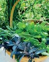 Kitchen Garden