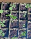 Kitchen Garden