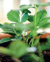 Kitchen Garden