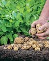 Kitchen Garden