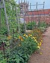 Kitchen Garden