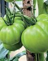 Kitchen Garden