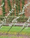 Kitchen Garden