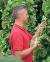 RUNNER BEANS GO BEYOND RED & GREEN1