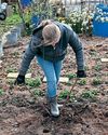 Kitchen Garden