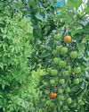 Kitchen Garden