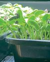 Kitchen Garden