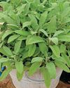 YOUR FREE SEEDS: GROW THEM USE THEM13