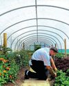 DOWN HALL'S KITCHEN GARDEN12
