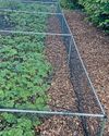 A SIMPLE SOLUTION TO STRAWBERRY-RAIDING BIRDS AND VOLES14