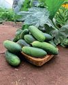Kitchen Garden
