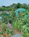 Kitchen Garden