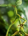 Create Your Own Pickett, The Bowtruckle