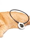 Alternative Arthritis Treatments for Cats