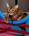 Feline Agility? Feline Agility?
